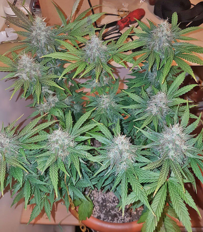 Семена сорта Peyote Cookies fem (Barney's Farm)