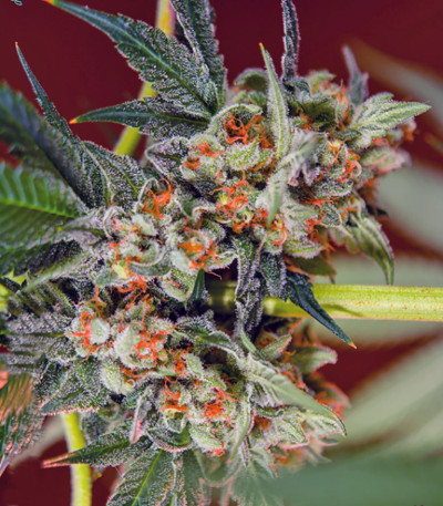 Семена сорта San Fernando Lemon Kush fem (Sweet Seeds)