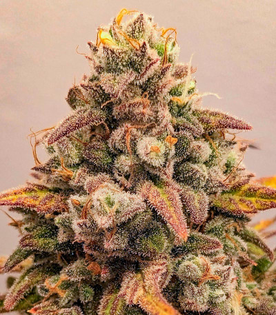 Семена сорта Whiskey Zulu Auto fem (7CH American)