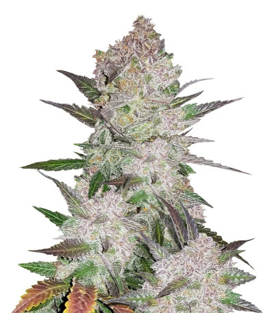 Семена сорта Cream Cookies auto fem (FastBuds)