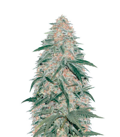 Семена сорта AK-77V fem (Victory Seeds)