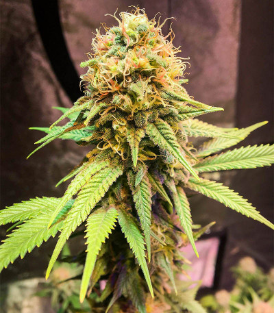 Семена сорта Biggest Bud fem (Victory Seeds)