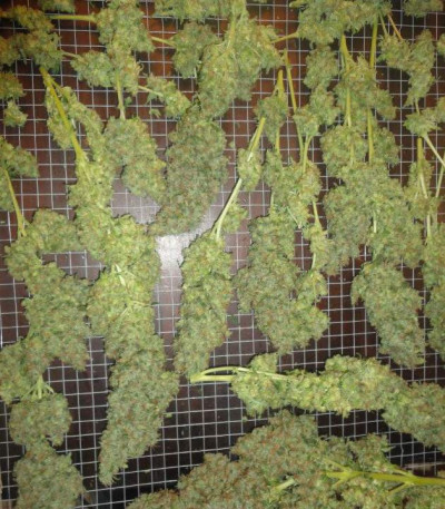 Семена сорта Jack Herer fem (Vision Seeds)