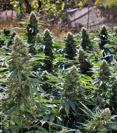 Семена сорта Sour Diesel #2 fem (Humboldt Seeds)