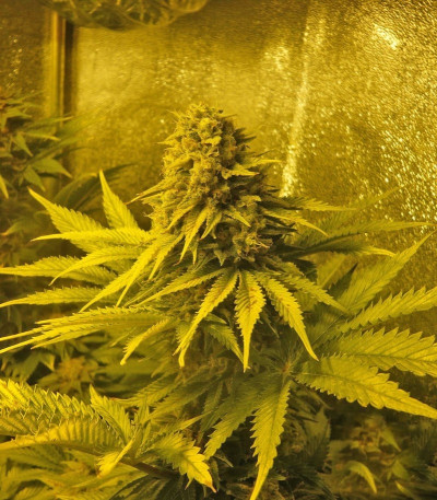 Семена сорта Sweet Skunk Automatic fem (Royal Queen Seeds)