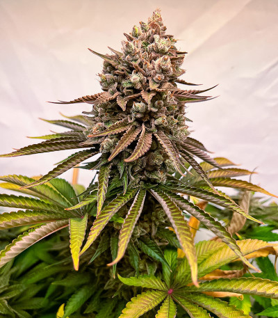 Семена сорта Persian Pie fem (Green House Seeds)
