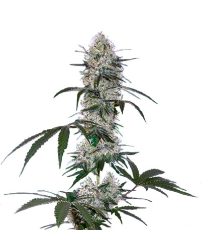 Семена сорта Tangelo Rapido Auto fem