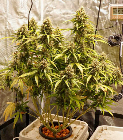 Семена сорта Gorilla Auto fem (Glue auto)