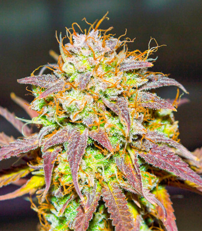 Семена сорта Easy Ryder Auto fem (Семяныч)