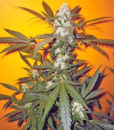 Семена сорта Jack 47 fem (Sweet Seeds)