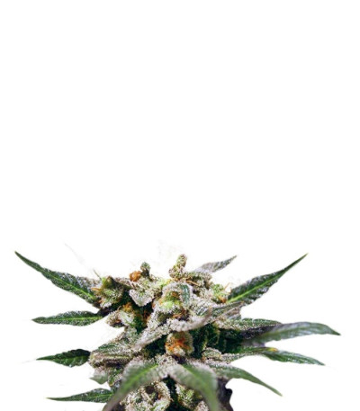 Семена сорта Citrus fem (Kannabia Seed Company)