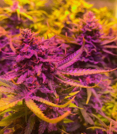 Семена сорта Sugar Black Rose fem (Delicious Seeds)