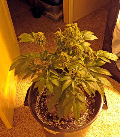 Семена сорта Bubba Kush fem (Humboldt Seeds)