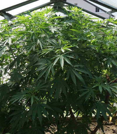 Семена сорта CBD Cherry Kush fem (Sumo Seeds)