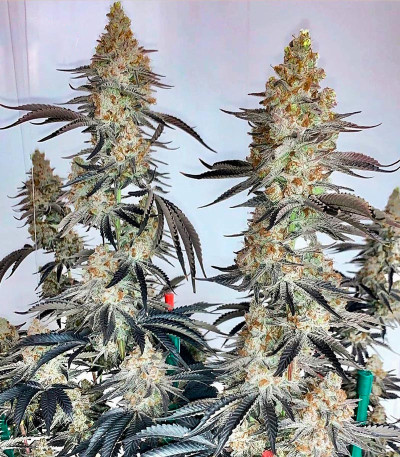 Семена сорта GMO Zkittlez F1 reg (Ethos Genetics)