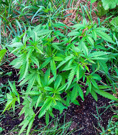 Семена сорта Glue Kripple fem (Dr. Krippling Seeds)