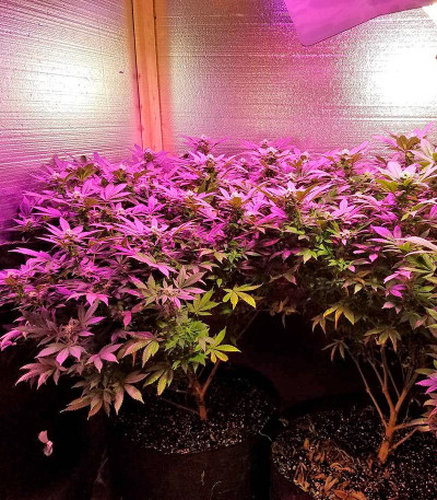 Семена сорта Papaya fem