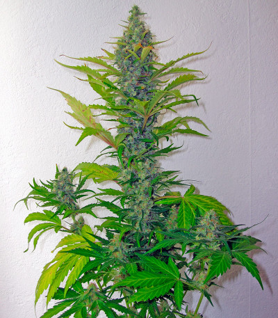 Семена сорта Skunk + (Power Skunk) fem (Kannabia Seeds)