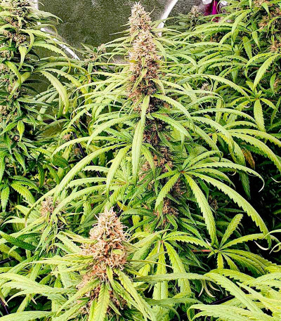 Семена сорта Fat Banana fem (Royal Queen Seeds)