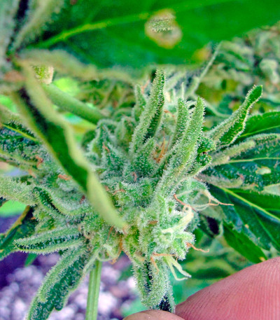 Семена сорта Gnomo Auto fem (Kannabia Seed Company)