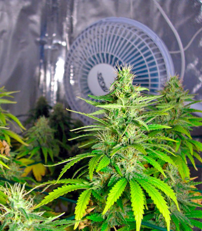 Семена сорта La Reina de Africa (Kaboom) fem