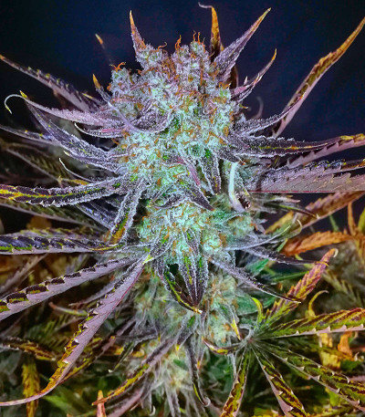 Семена сорта Apple Strudel Auto fem (FastBuds)