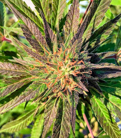 Семена сорта Sour Blueberry reg (Humboldt Seeds)