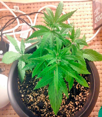 Семена сорта Sugar Mango Ryder Auto fem (World of Seeds)