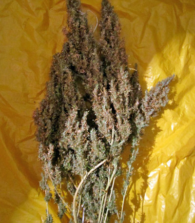 Семена сорта White Bhutanese fem