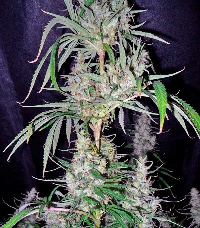 Семена сорта Hawaiian Snow fem (Green House Seeds)