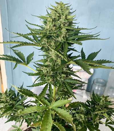 Семена сорта Auto White Widow fem (Victory Seeds)