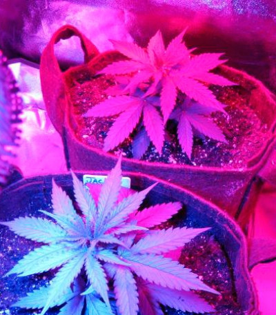 Семена сорта Critical Jack Herer Auto fem (Delicious Seeds)