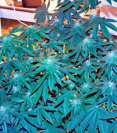 Семена сорта Damn Sour fem