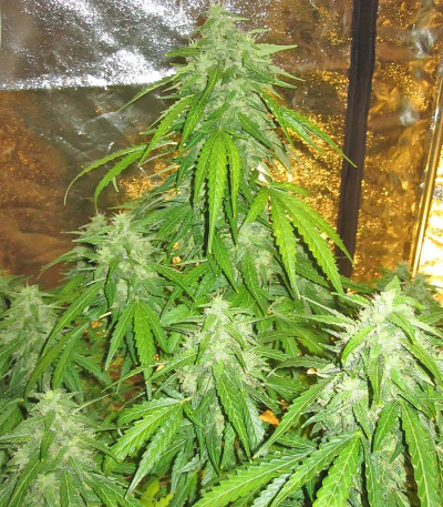Семена сорта Devotchka Auto fem (Doctor’s Choice)