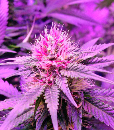 Семена сорта Double Dutch reg (Serious Seeds)