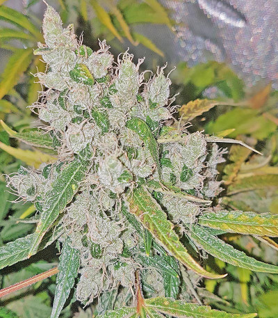 Семена сорта Pineapple Chunk fem (Семяныч)