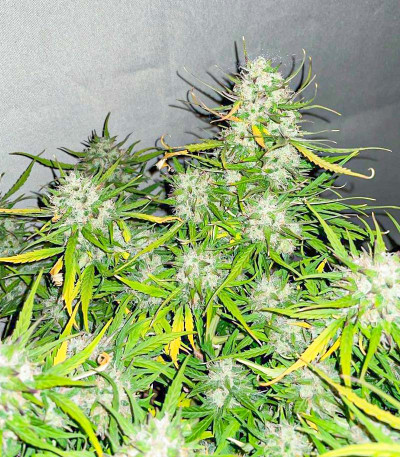 Семена сорта Runtz Auto fem (Barney's Farm)
