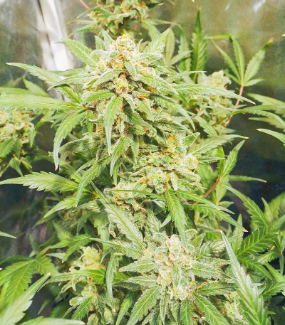 Семена сорта Vision Critical Auto Fem (Vision Seeds)