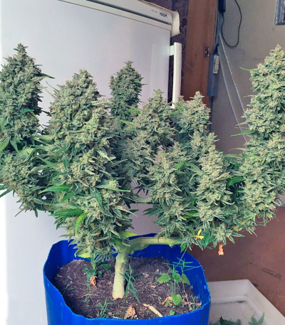 Семена сорта Black Jack fem (Sweet Seeds)