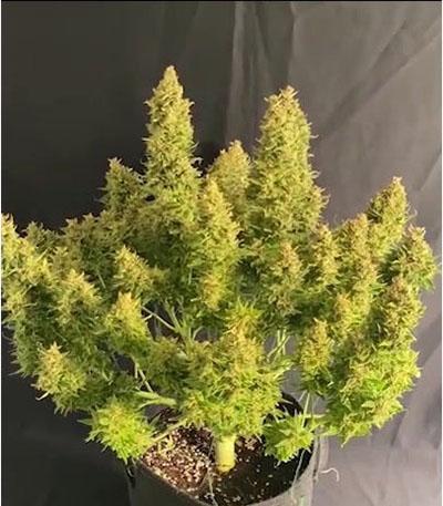 Семена сорта Sour Jealousy Auto fem (FastBuds)