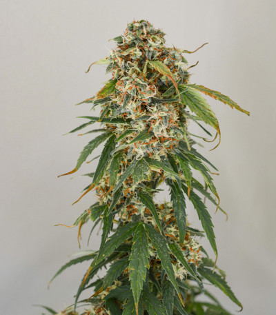 Семена сорта Auto White Widow fem (Dutch Passion)