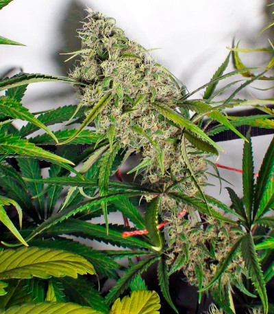 Семена сорта Mandala #1 reg