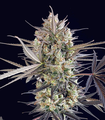 Семена сорта Pound Cake Auto fem (FastBuds)