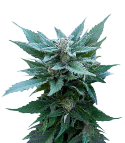 Семена сорта The Church fem