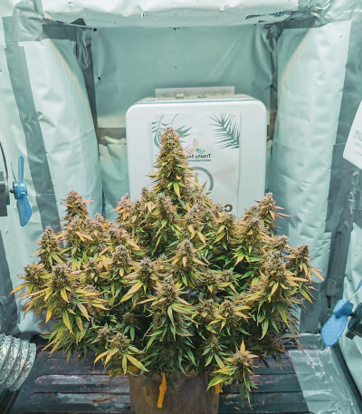 Семена сорта Auto White Widow fem (Dutch Passion)