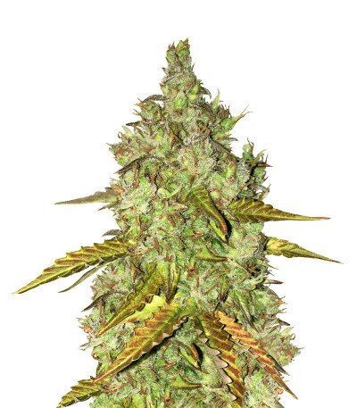 Микс семян конопли High THC Auto Mix fem (Семяныч)