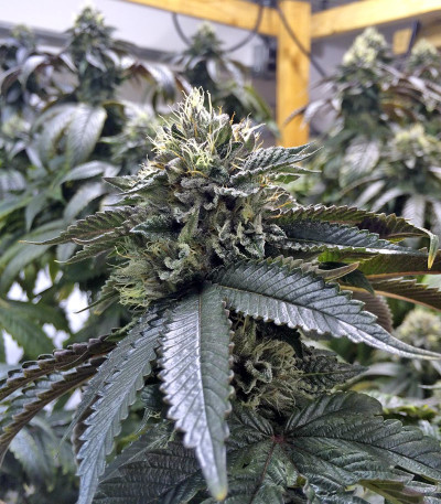 Семена сорта Ewe-2 fem