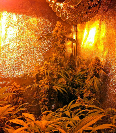 Семена сорта Hashberry reg (Mandala Seeds)