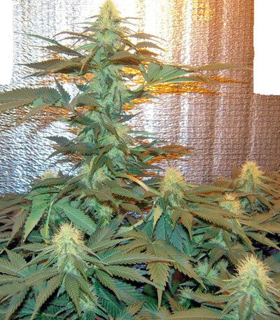Семена сорта Medusa fem (Nirvana Seeds)
