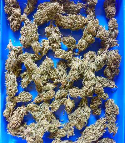 Семена сорта NYC Diesel CBD fem (Sweet Seeds)